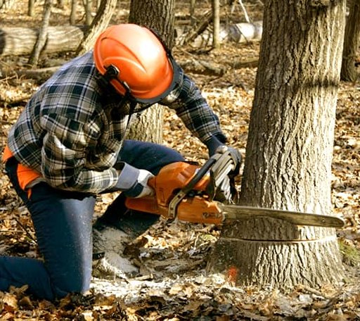 Tree Removal in Kaweah, CA